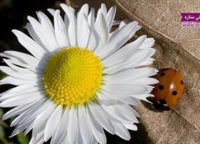 بابونه برای پوست چه خواص شگفت انگیزی دارد؟